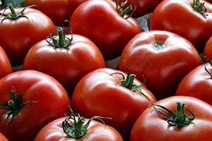 خرید ۴۵هزار تن گوجه‌فرنگی از کشاورزان