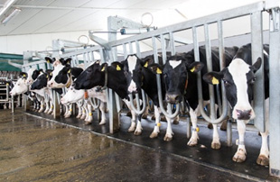 Calf breeding