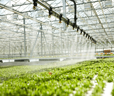 Drip irrigation