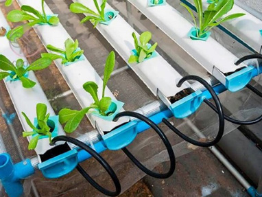 Planting to harvest