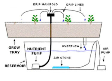 Planting to harvest
