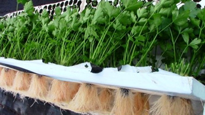 Planting to harvest
