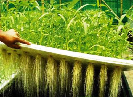 Planting to harvest