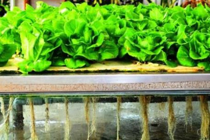 Planting to harvest