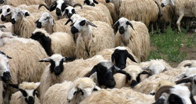 Raising sheep and goats