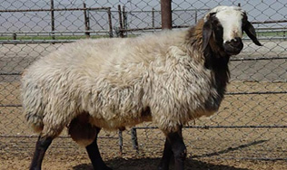 Raising sheep and goats