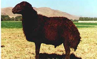 Raising sheep and goats