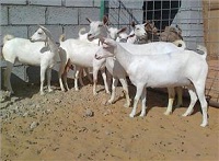 پرورش بز