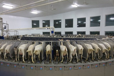 Sheep milking
