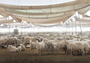8% نمو الثروة الحيوانية في الإمارات